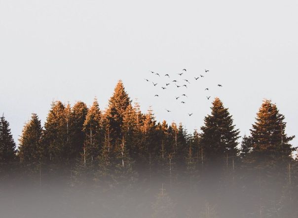 Asgeir ANDERSEN