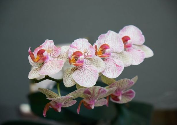 Violette VERSOLATTO