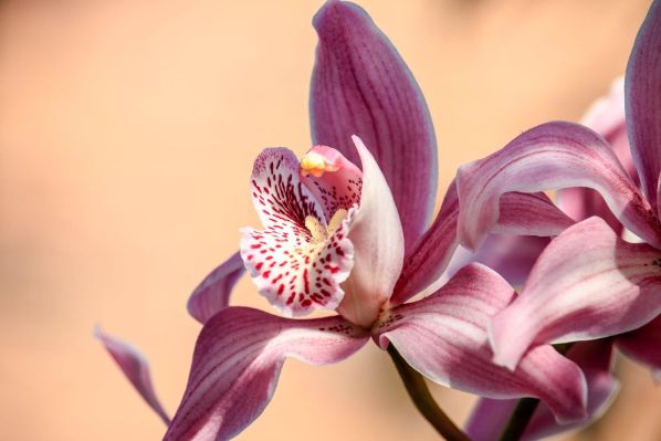 Jacqueline COPYANS