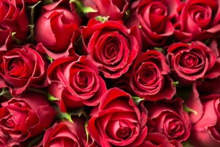 Rose KESMEDJIAN