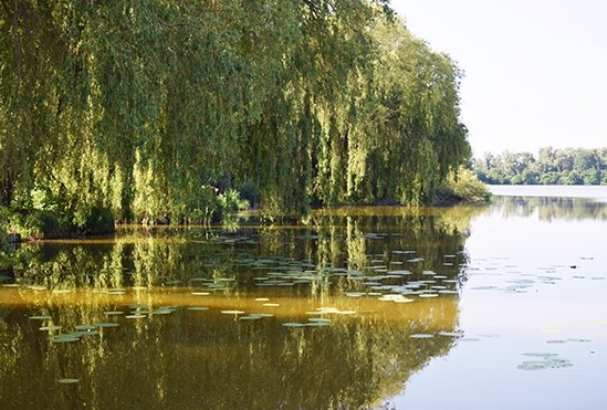 Josseline DE WAVRECHIN