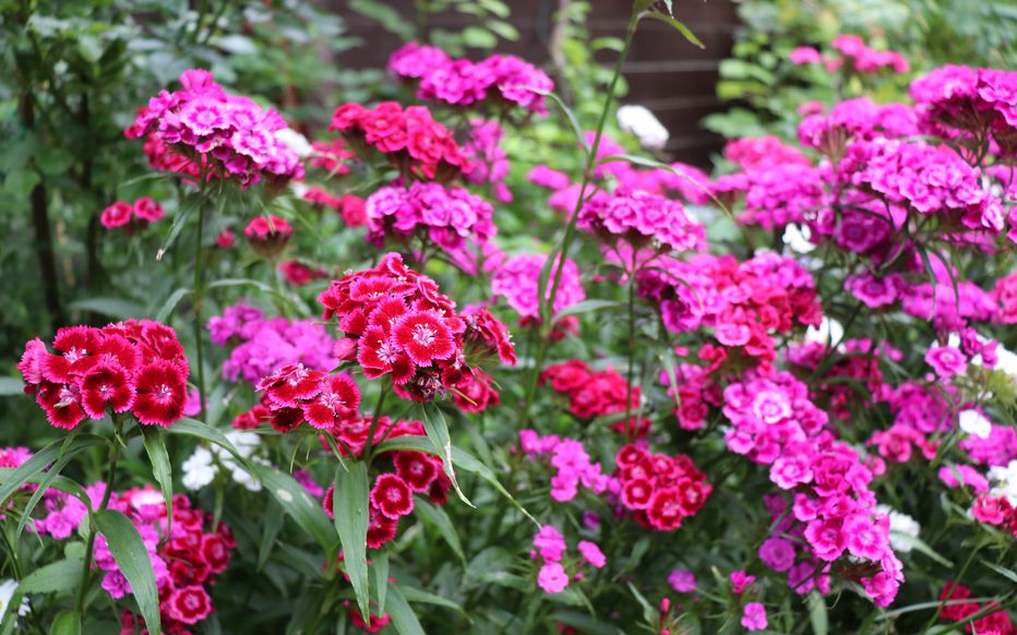 Jeanine AMIET née GAUTHIER