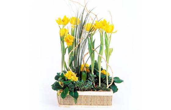 Composition de plantes Narcisses au Vent