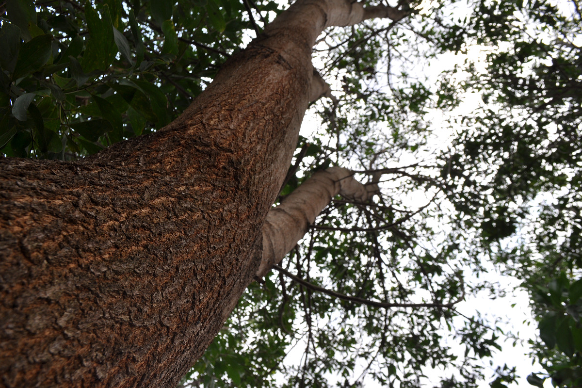 Acacia mangium