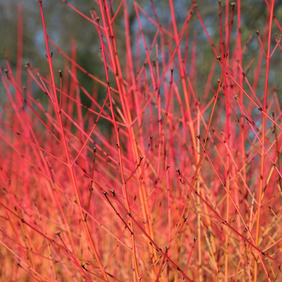 Cornus sanguinea