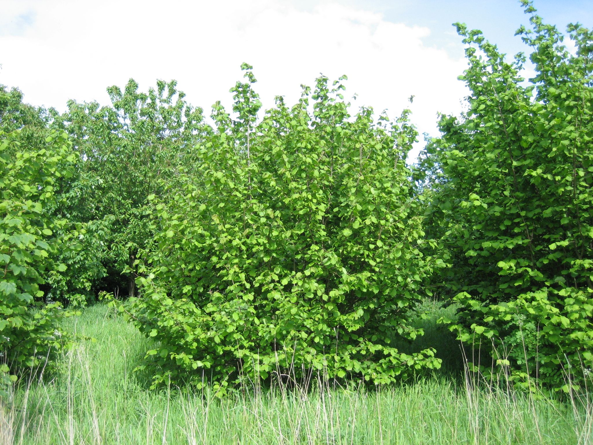 Corylus avellana 🇫🇷